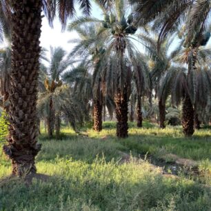 The Garden of Salman Farsi