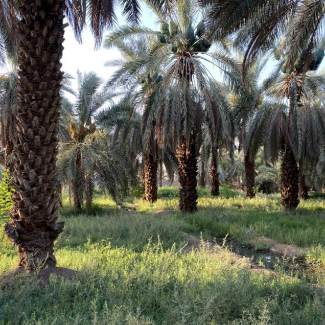 The Garden of Salman Farsi